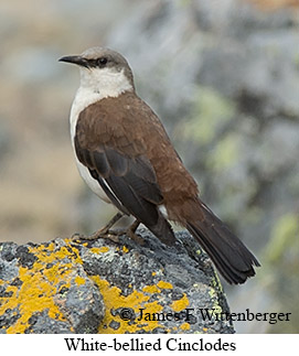 White-bellied Cinclodes - © James F Wittenberger and Exotic Birding LLC