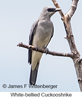 White-bellied Cuckooshrike - © James F Wittenberger and Exotic Birding LLC