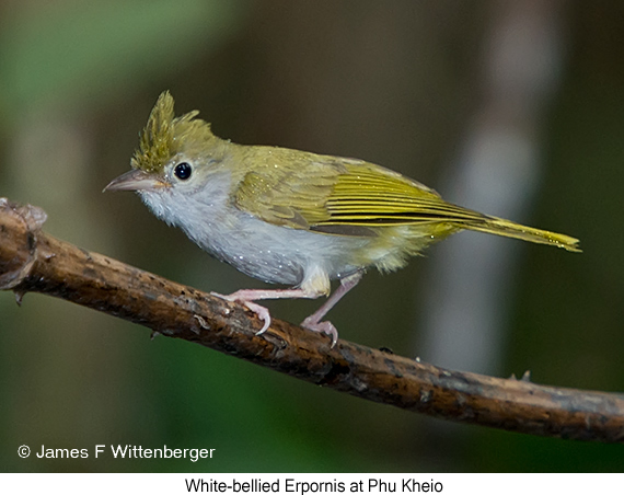 White-bellied Erpornis - © James F Wittenberger and Exotic Birding LLC