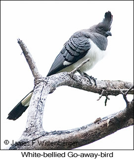 White-bellied Go-away-bird - © James F Wittenberger and Exotic Birding LLC