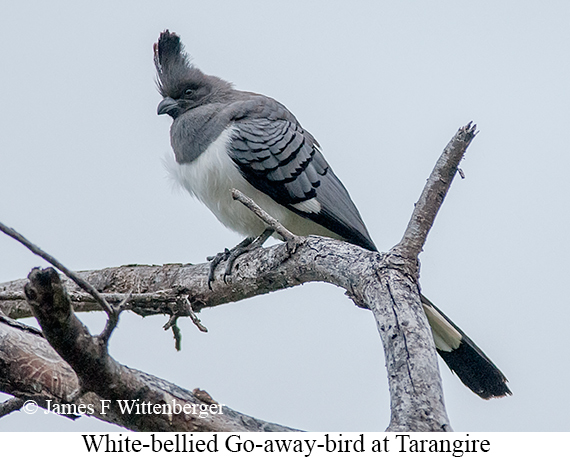 White-bellied Go-away-bird - © James F Wittenberger and Exotic Birding LLC