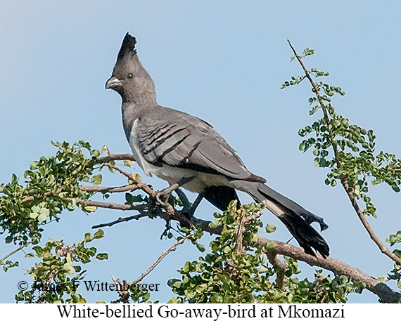 White-bellied Go-away-bird - © James F Wittenberger and Exotic Birding LLC White-bellied Go-away-bird - © James F Wittenberger and Exotic Birding LLC