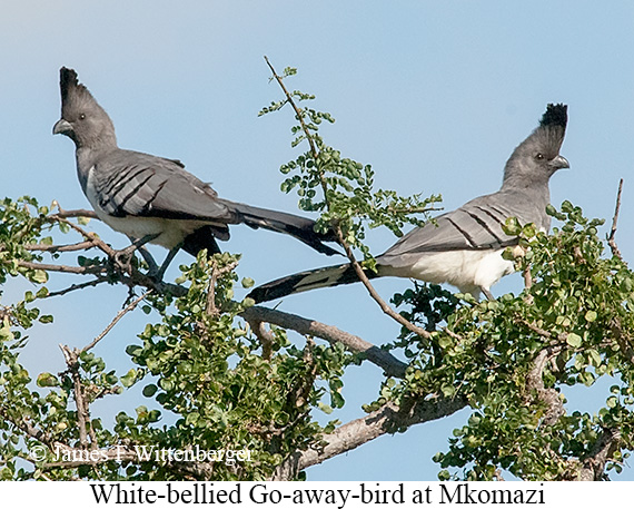 White-bellied Go-away-bird - © James F Wittenberger and Exotic Birding LLC