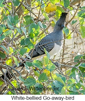 White-bellied Go-away-bird - © James F Wittenberger and Exotic Birding LLC White-bellied Go-away-bird - © James F Wittenberger and Exotic Birding LLC