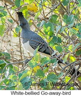 White-bellied Go-away-bird - © James F Wittenberger and Exotic Birding LLC White-bellied Go-away-bird - © James F Wittenberger and Exotic Birding LLC