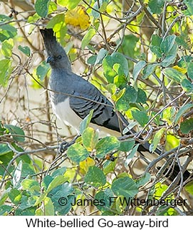 White-bellied Go-away-bird - © James F Wittenberger and Exotic Birding LLC