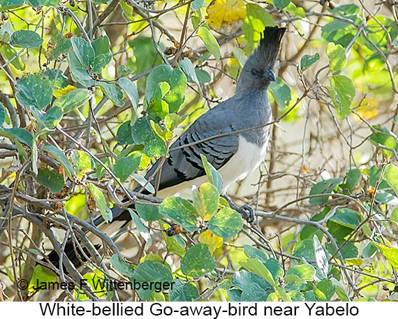White-bellied Go-away-bird - © James F Wittenberger and Exotic Birding LLC White-bellied Go-away-bird - © James F Wittenberger and Exotic Birding LLC