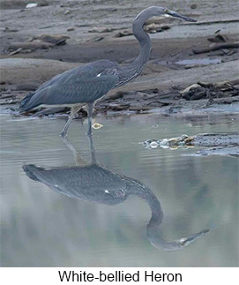 White-bellied Heron - © Hishey Tshering