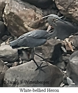 White-bellied Heron - © James F Wittenberger and Exotic Birding LLC