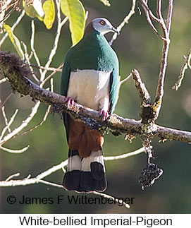 White-bellied Imperial-Pigeon - © James F Wittenberger and Exotic Birding LLC