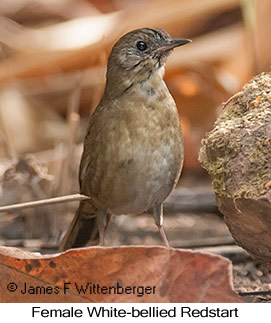 White-bellied Redstart - © James F Wittenberger and Exotic Birding LLC