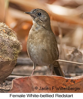 White-bellied Redstart - © James F Wittenberger and Exotic Birding LLC