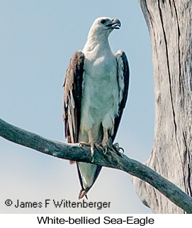 White-bellied Sea-Eagle - © James F Wittenberger and Exotic Birding LLC White-bellied Sea-Eagle - © James F Wittenberger and Exotic Birding LLC