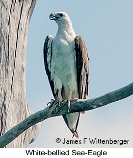 White-bellied Sea-Eagle - © James F Wittenberger and Exotic Birding LLC