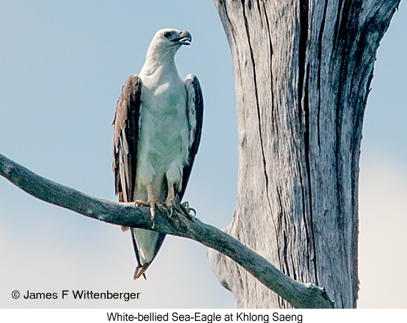 White-bellied Sea-Eagle - © James F Wittenberger and Exotic Birding LLC