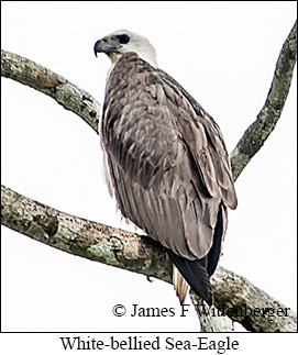 White-bellied Sea-Eagle - &copy; James F Wittenberger and Exotic Birding LLC