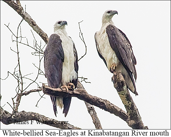 White-bellied Sea-Eagle - © James F Wittenberger and Exotic Birding LLC White-bellied Sea-Eagle - © James F Wittenberger and Exotic Birding LLC
