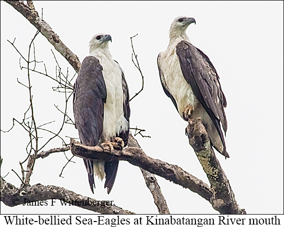 White-bellied Sea-Eagle - © James F Wittenberger and Exotic Birding LLC