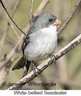 White-bellied Seedeater - © James F Wittenberger and Exotic Birding LLC White-bellied Seedeater - © James F Wittenberger and Exotic Birding LLC