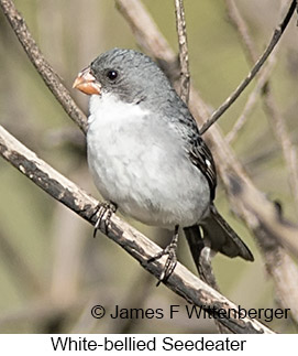 White-bellied Seedeater - © James F Wittenberger and Exotic Birding LLC