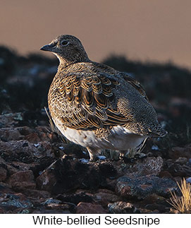 White-bellied Seedsnipe  - Courtesy Argentina Wildlife Expeditions