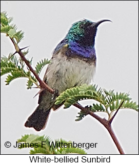White-breasted Sunbird - © James F Wittenberger and Exotic Birding LLC