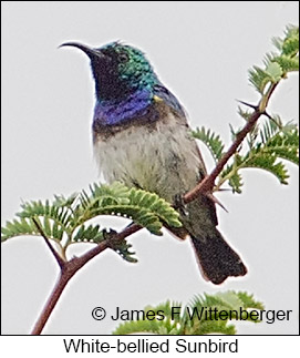 White-breasted Sunbird - © James F Wittenberger and Exotic Birding LLC White-breasted Sunbird - © James F Wittenberger and Exotic Birding LLC