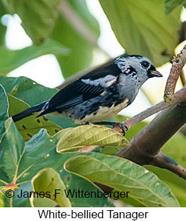 White-bellied Tanager - © James F Wittenberger and Exotic Birding LLC