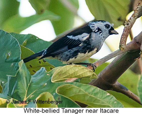 White-bellied Tanager - © James F Wittenberger and Exotic Birding LLC