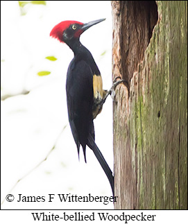 White-bellied Woodpecker - © James F Wittenberger and Exotic Birding LLC