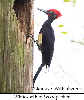 White-bellied Woodpecker - © James F Wittenberger and Exotic Birding LLC