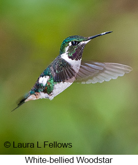 White-bellied Woodstar - © Laura L Fellows and Exotic Birding Tours