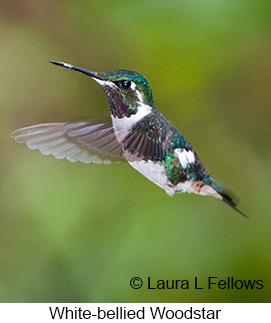 White-bellied Woodstar - © Laura L Fellows and Exotic Birding LLC