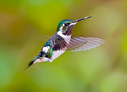 White-bellied Woodstar - &copy; Laura L Fellows and Exotic Birding Tours