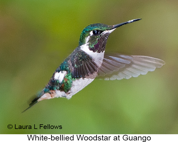 White-bellied Woodstar - © Laura L Fellows and Exotic Birding LLC