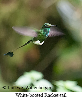 White-booted Racket-tail - &copy; James F Wittenberger and Exotic Birding LLC