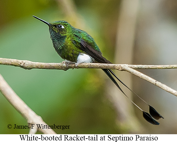 White-booted Racket-tail - &copy; James F Wittenberger and Exotic Birding LLC