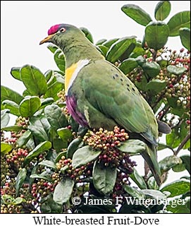 White-breasted Fruit-Dove - © James F Wittenberger and Exotic Birding LLC