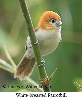 White-breasted Parrotbill - © James F Wittenberger and Exotic Birding LLC White-breasted Parrotbill - © James F Wittenberger and Exotic Birding LLC