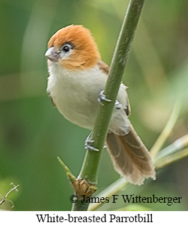 White-breasted Parrotbill - © James F Wittenberger and Exotic Birding LLC