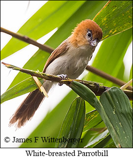 White-breasted Parrotbill - © James F Wittenberger and Exotic Birding LLC