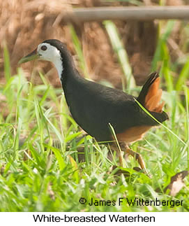 White-breasted Waterhen - © James F Wittenberger and Exotic Birding LLC