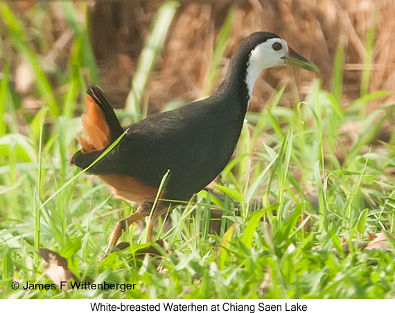 White-breasted Waterhen - © James F Wittenberger and Exotic Birding LLC