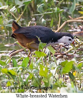 White-breasted Waterhen - © James F Wittenberger and Exotic Birding LLC