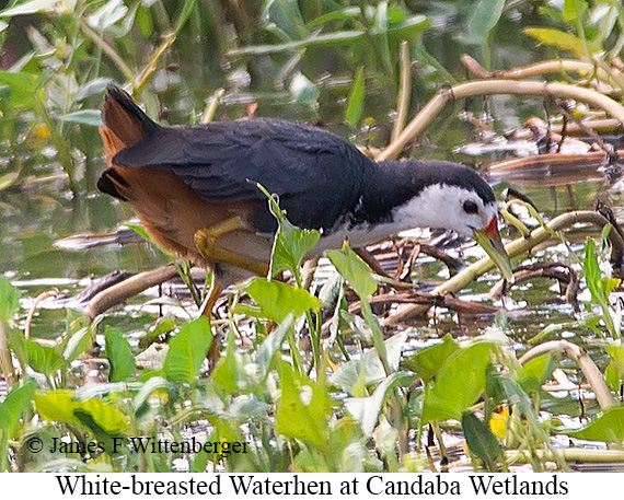 White-breasted Waterhen - © James F Wittenberger and Exotic Birding LLC