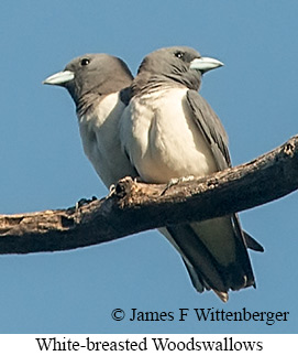 White-breasted Woodswallow - © James F Wittenberger and Exotic Birding LLC