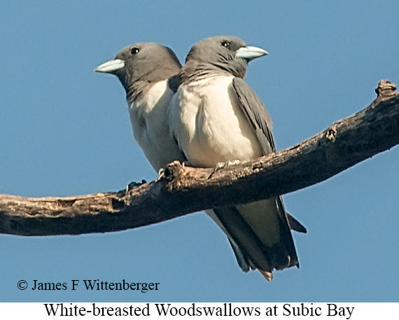 White-breasted Woodswallow - © James F Wittenberger and Exotic Birding LLC