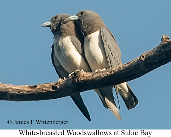 White-breasted Woodswallow - © James F Wittenberger and Exotic Birding LLC