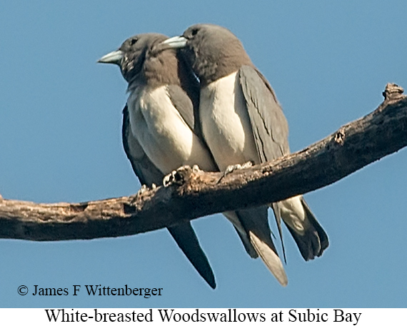 White-breasted Woodswallow - © James F Wittenberger and Exotic Birding LLC White-breasted Woodswallow - © James F Wittenberger and Exotic Birding LLC