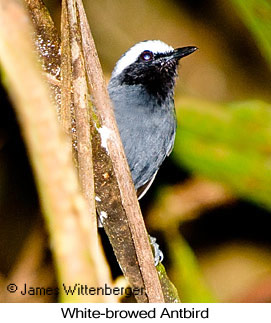 White-browed Antbird - © James F Wittenberger and Exotic Birding LLC